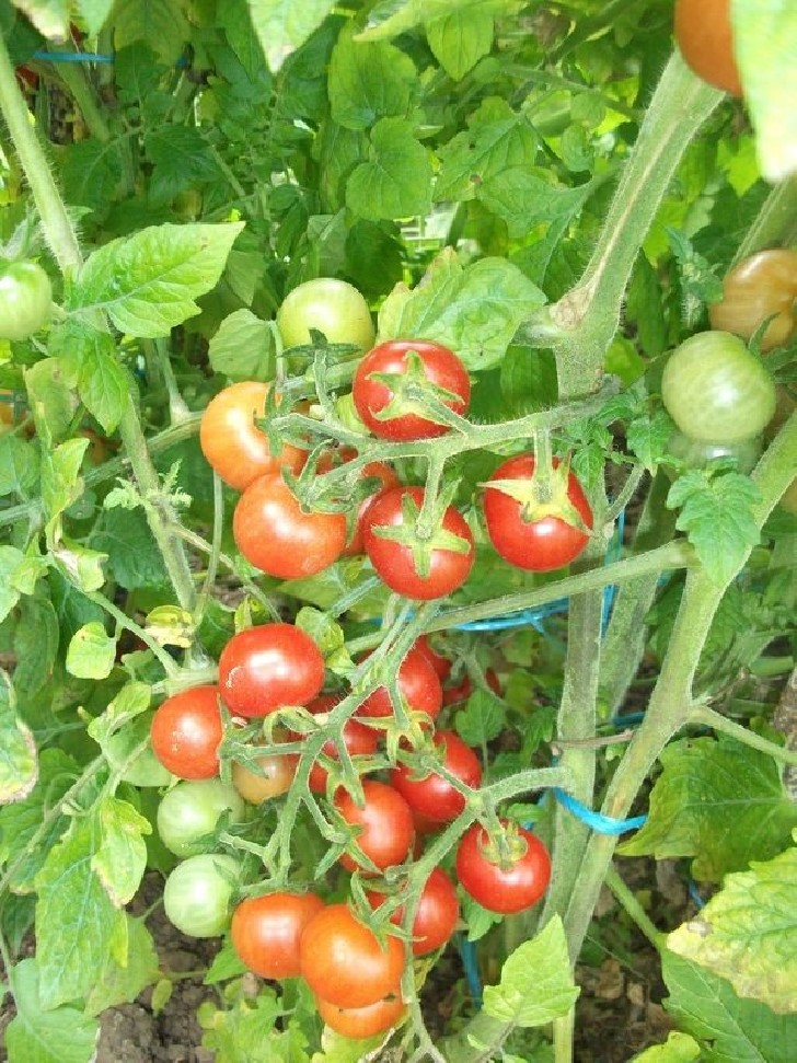 Graines de Tomate Cerise Rouge à semer
