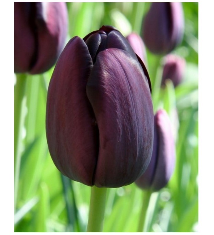 Bulbes de Tulipes Queen of night à planter au jardin