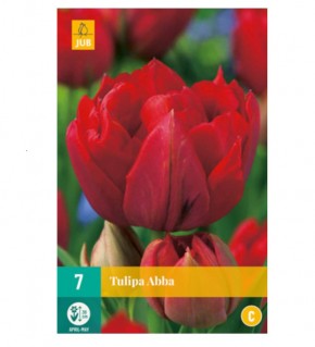 Bulbes de tulipes Honeymoon