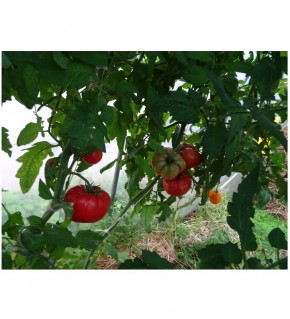 La Pousse Verte - Graines de Tomate cerise robin rouge en sachet