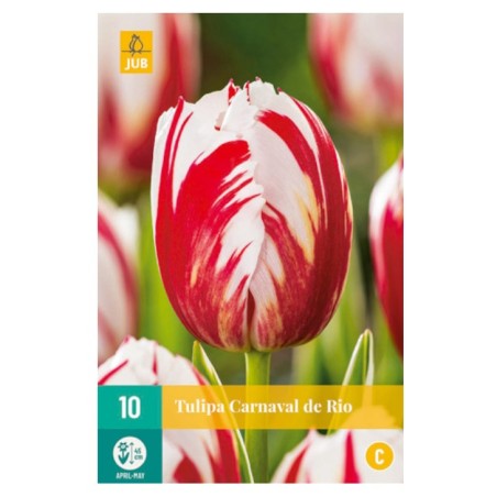 Bulbes de tulipes Carnaval de rio | Les Graines Bocquet