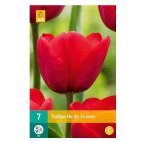 Bulbes de tulipes Ile de France | Les Graines Bocquet