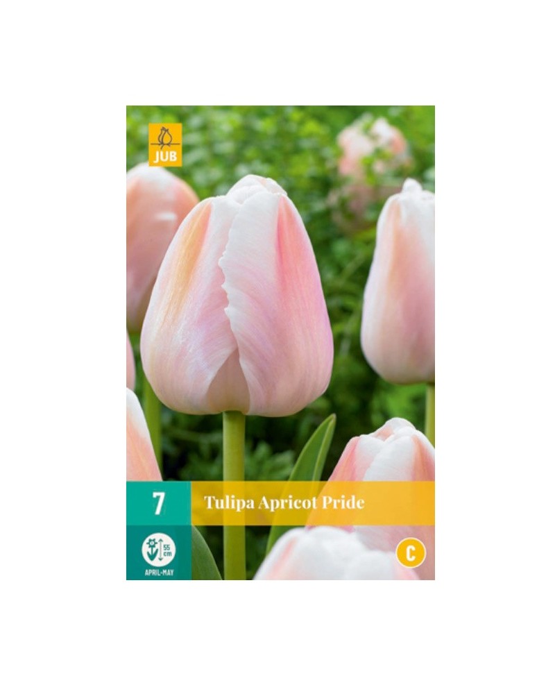 Bulbes de tulipes Apricot pride| Les Graines Bocquet