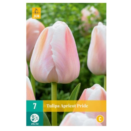 Tulipes Apricot Pride