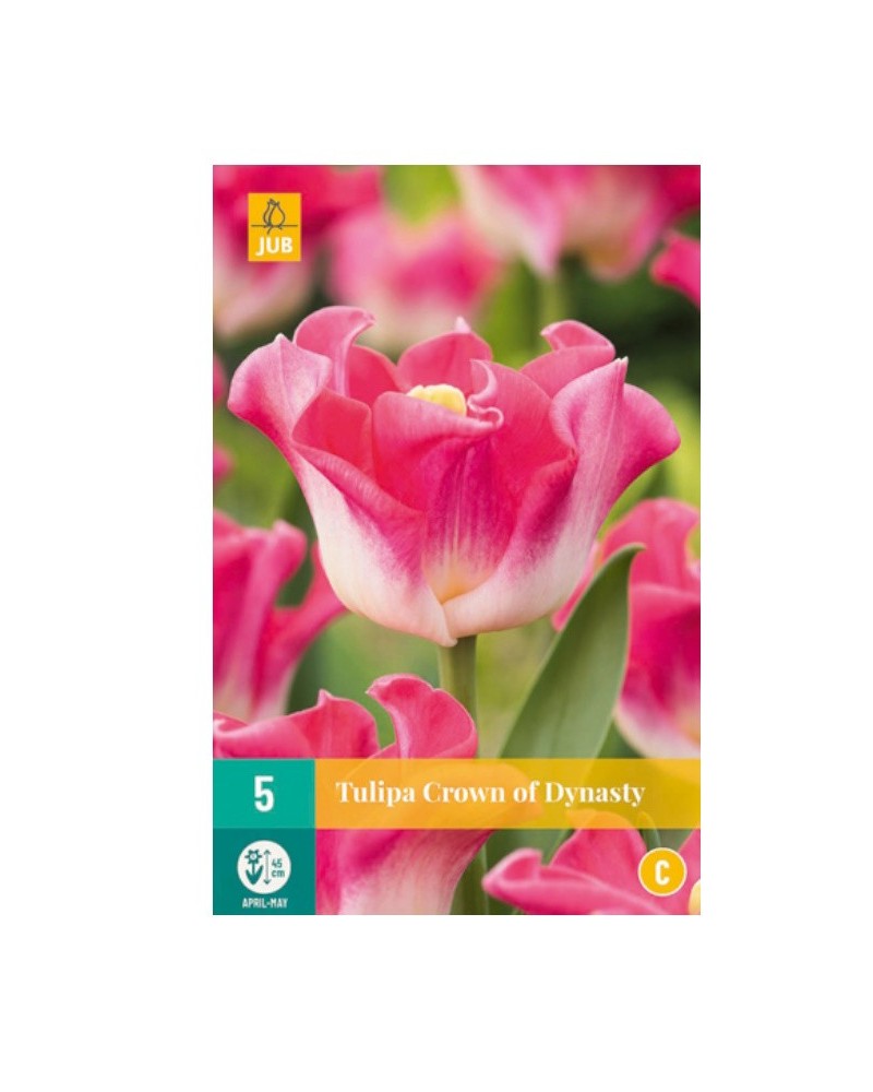 Bulbes de tulipes Crown Dynasty | Les Graines Bocquet