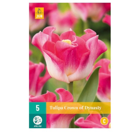 Tulipes crown Dynasty