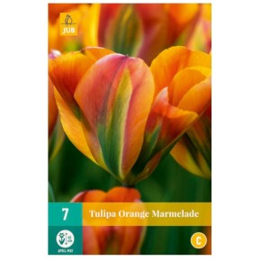 Bulbes de tulipes orange marmelade | Les Graines Bocquet