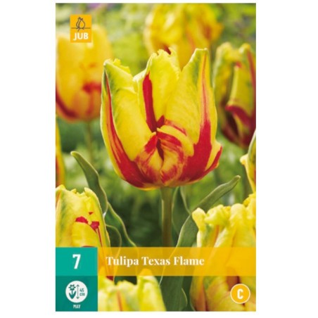Bulbes de tulipes Texas flame | Les Graines Bocquet