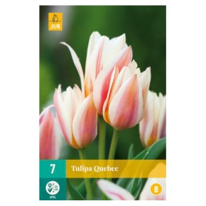 Bulbes de tulipes Quebec | Les Graines Bocquet