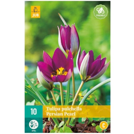 Bulbes de tulipes Pulchella persian pearl | Les Graines Bocquet
