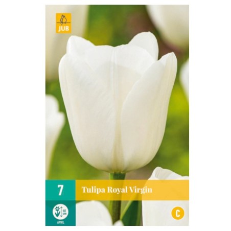 Bulbes de tulipes Royal virgin | Les Graines Bocquet
