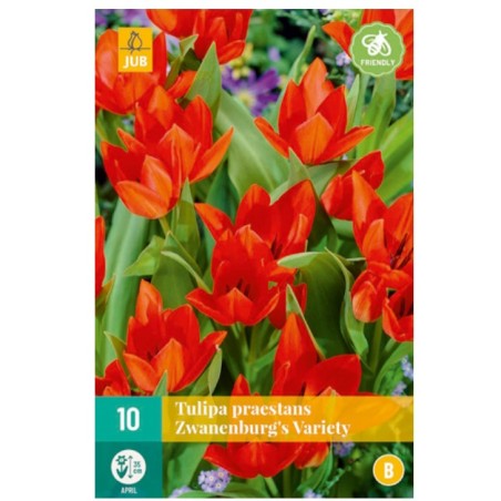 Bulbes de tulipes Praestans zwanenburg's variety | Les Graines Bocquet