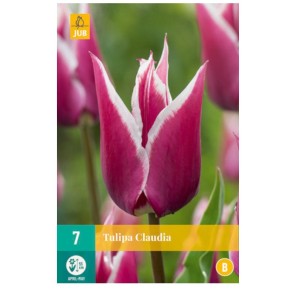 Bulbes de tulipes claudia à planter | Les Graines Bocquet