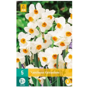 Bulbes de narcisses geranium | Les Graines bocquet