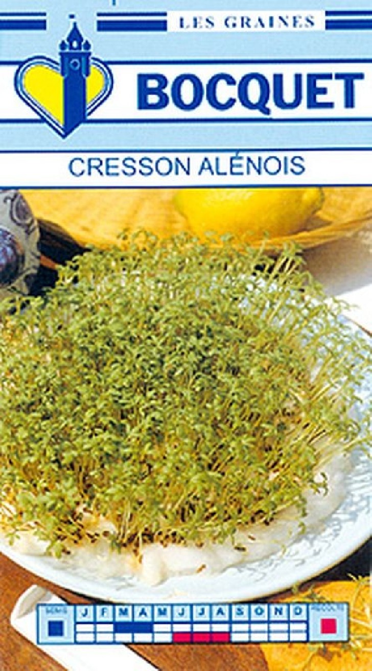 Graines de Cresson Alénois Commun à semer