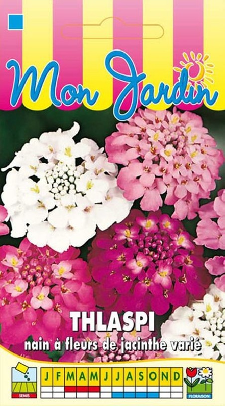 Thlaspi nain à fleurs de jacinthe varié | Graines Bocquet