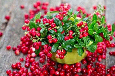 1 Cranberry (Myrtille rouge) | Graines Bocquet