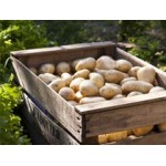 Filets de 25 Plants de Pommes de Terre BIO | Graines Bocquet
