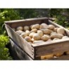 Pommes de terre BIO certifiées Ecocert