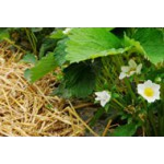 Des couverts végétaux pour un jardin écologique | Graines Bocquet