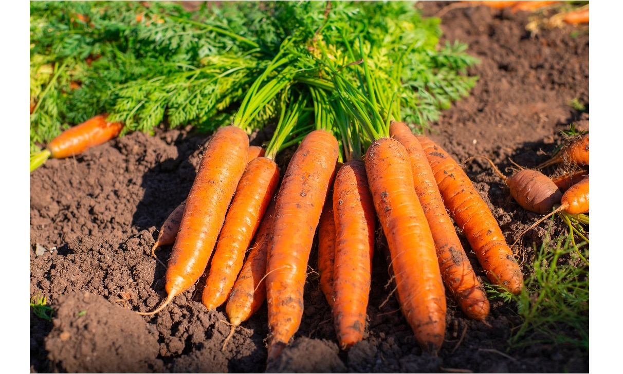 Les meilleures variétés de carottes à cultiver dans votre potager