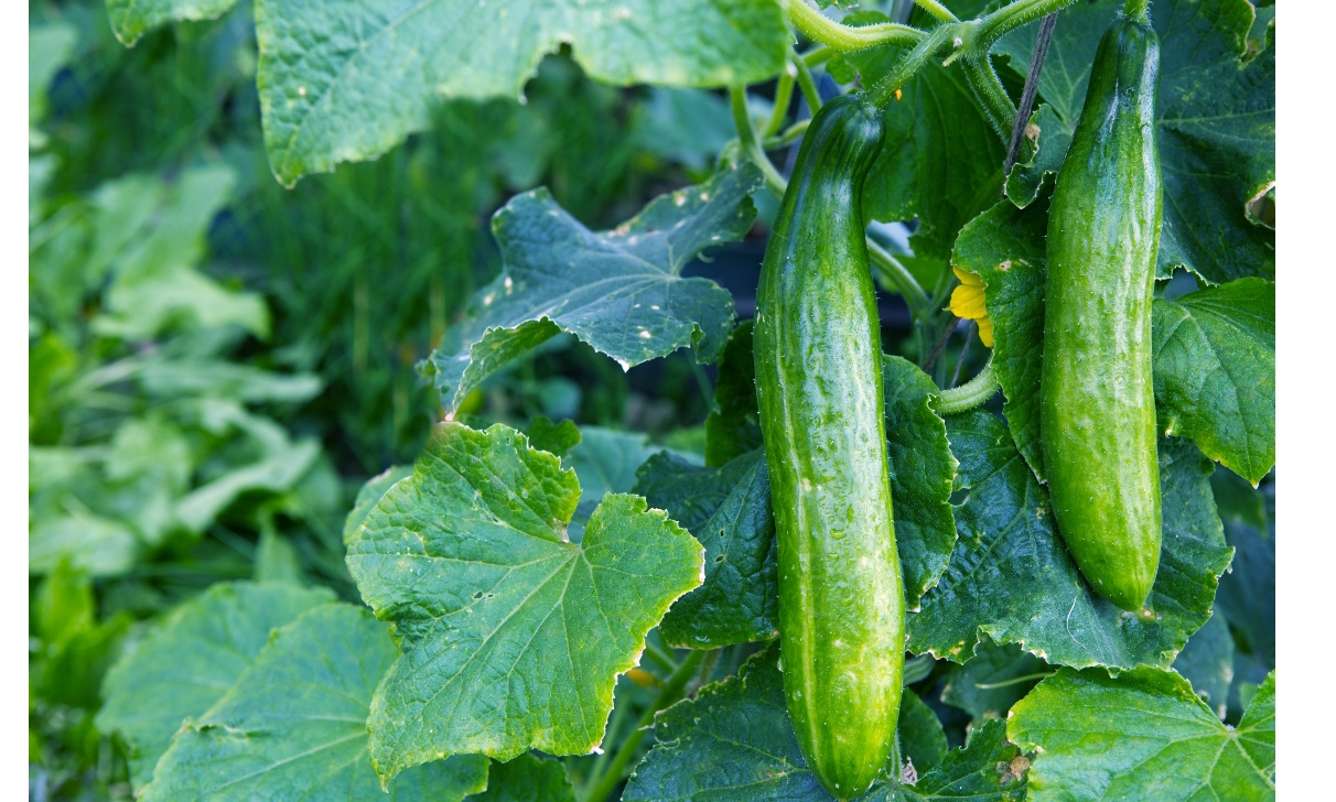 Comment semer et cultiver le concombre au potager ?