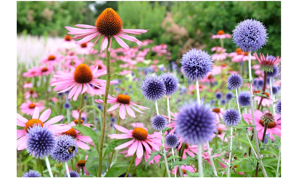 Découvrez les graines de fleurs vivaces à semer pour un jardin fleuri tout au long de l'année