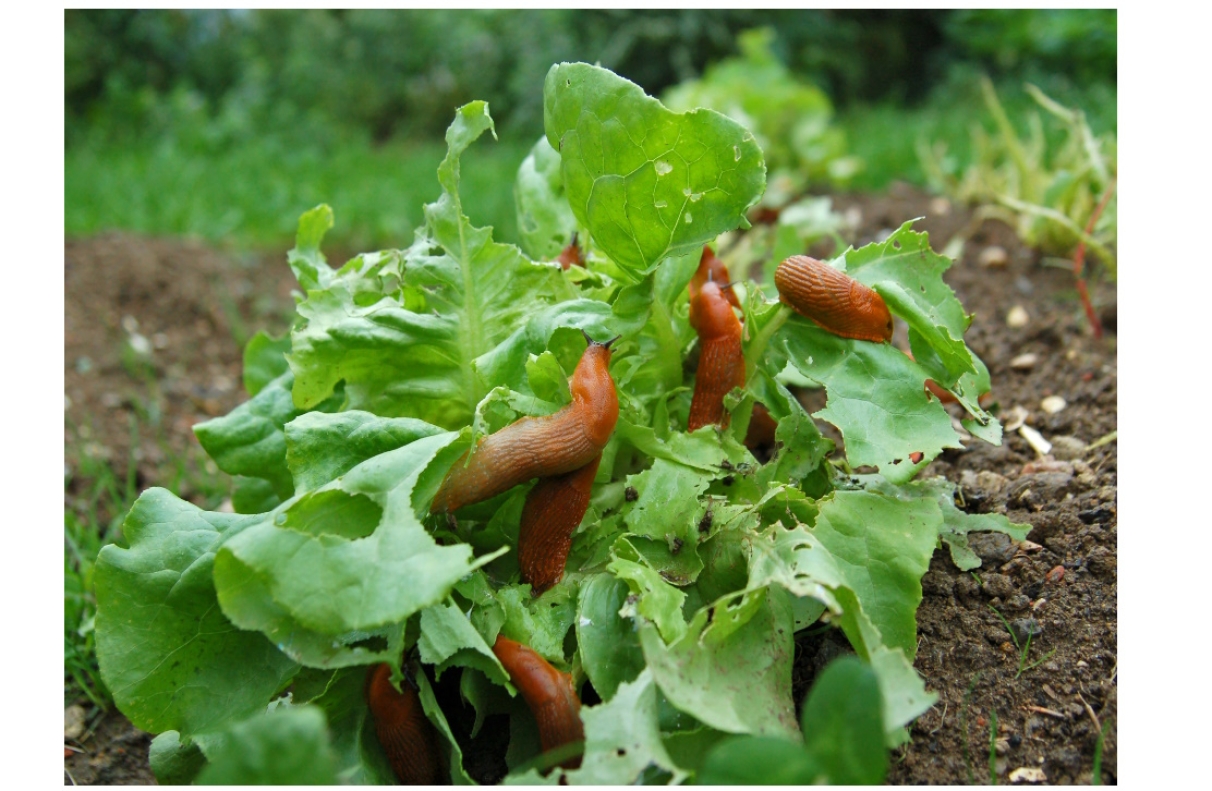 Comment se débarrasser des limaces au potager