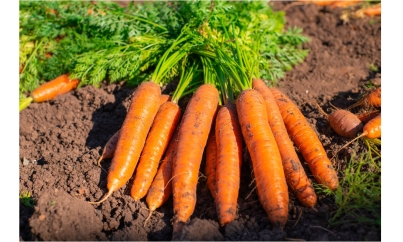 Les meilleures variétés de carottes à cultiver dans votre potager